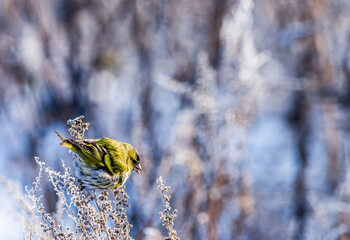 Eurasian Siskin during very cold winter in Siberian grassland
