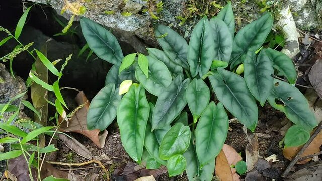 Alocasia Reversa Grows Wild in Borneo Tropical Forests