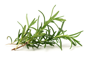 Fototapeta premium Branch of rosemary on white background. 