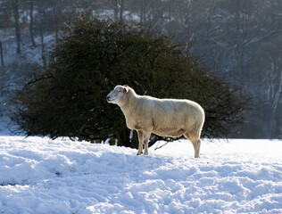 Lone sheep in winter