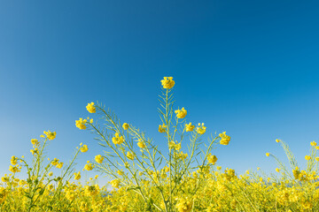 早春の吾妻山公園の菜の花