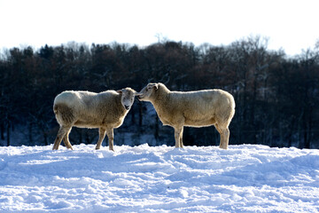 A sheep appearing to whisper to another sheep