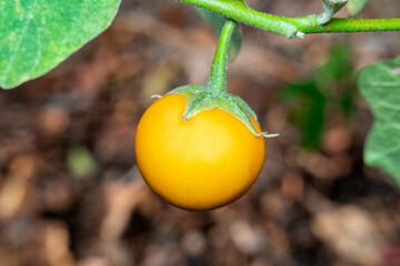  Closeup a bitter Yellow Eggplant.