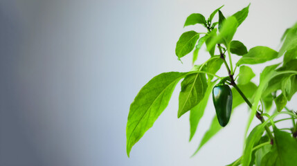 Fototapeta na wymiar plant green jalapeno pepper on a gray background