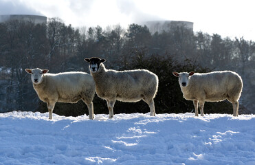 Three curious sheep looking at the camera