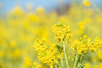 早春の吾妻山公園の菜の花　1月