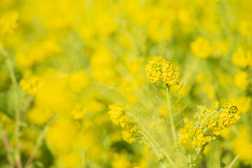 早春の吾妻山公園の菜の花　1月