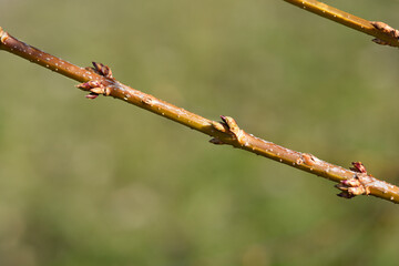 Weeping forsythia