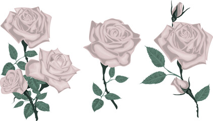 Set of Realistic white roses - Set of Realistic red roses