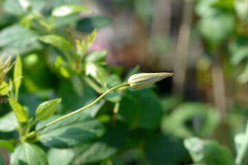 Clematis Piilu
