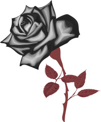 Realistic gothic rose  - Vector black rose isolated