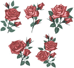 Set of Realistic red roses - Set of Realistic red roses