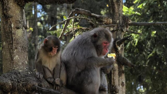 Female japan macaque and her child