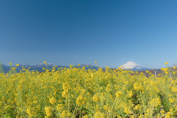 早春の吾妻山公園　富士山と菜の花