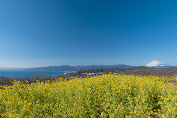吾妻山公園からの富士山の眺め