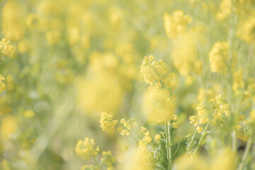 早春の吾妻山公園の菜の花