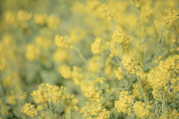 早春の吾妻山公園の菜の花