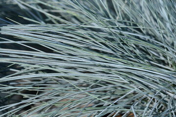Blue fescue Intense Blue