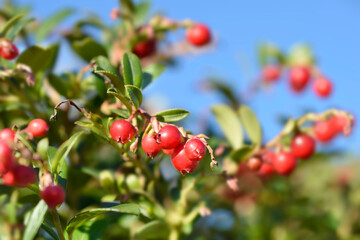 Lingonberry Fireballs