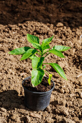 Green young bell pepper seedlings in a plastic pot on the ground before planting. Organic farming. Growing vegetables.