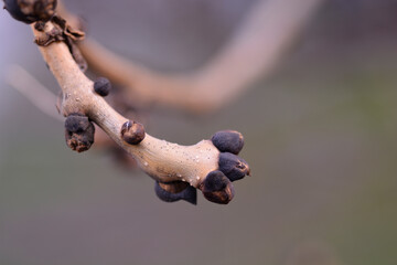 Common ash