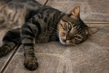 Fototapeta na wymiar cat on the floor