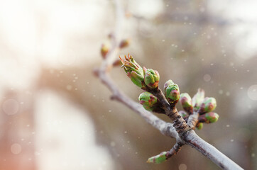 a branch with small green leaves in the spring in the garden