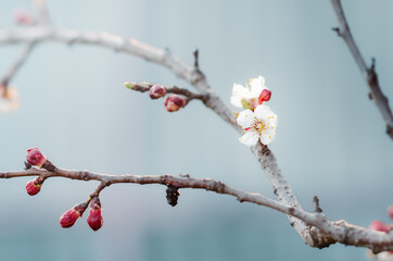 cherry branch with young white flowers and buds