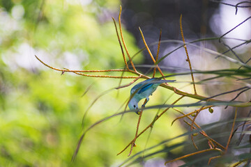 Tropical bird blue tanager eating palm fruits in its habitat