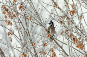 blue jay bird sitting on tree branch