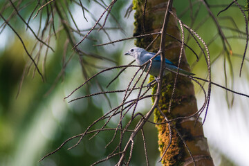 Tropical bird blue tanager on a palm tree in its habitat