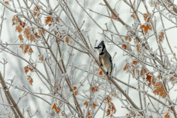 bird on a branch