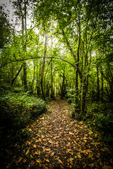 Obraz premium path in the forest