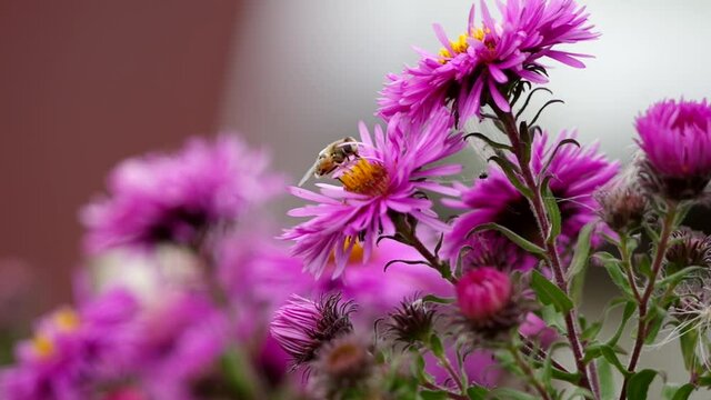 A bee on a beautiful, purple flower, collects nectar.