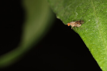The fly flower bug is small insect on green leaf