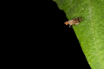 The fly flower bug is small insect on green leaf