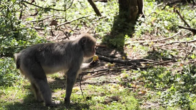 Japan macaque looking for food on forrest floor