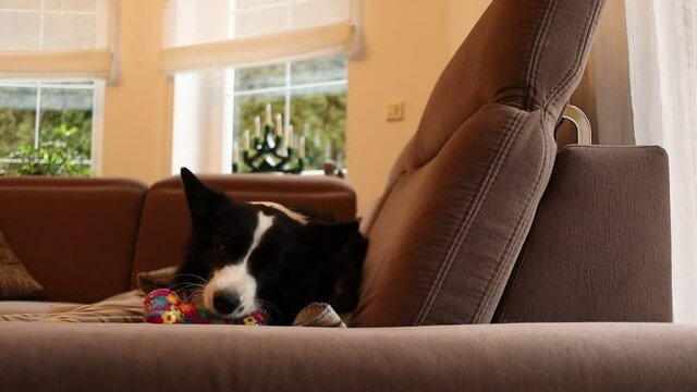 Playful Black and White Border Collie Dog Plays with Rubber Bone Toy on Sofa in the Living Room.