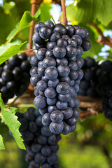 Reife rote Weintrauben am Rebstock hängend