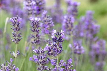 Blooming fragrant lavender flowers on a field. Blurred lavender flower background
