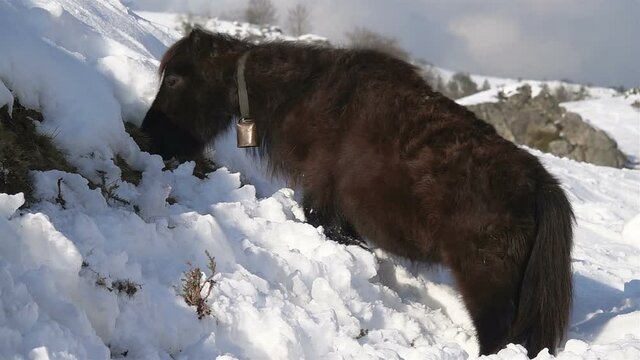 Black Pony with bell on snow
