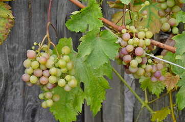 bunch of grapes