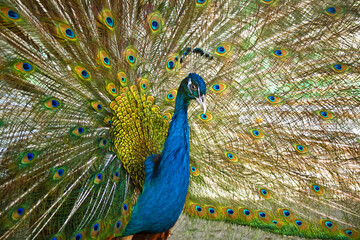 Obraz premium peacock with feathers