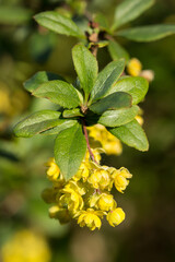 Common barberry (Berberis vulgaris) or European barberry, a shrub in the genus Berberis, family Berberidaceae. Shrub with yellow long panicles flowers blooming in late spring.