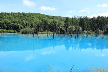 北海道　美瑛町の青い池　幻想的なビエイブルー