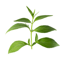 Green Chirayta, king of bitters leaf isolated on awhite background