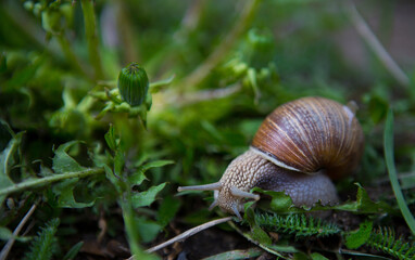 snail on a leaf