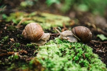 snail on a leaf