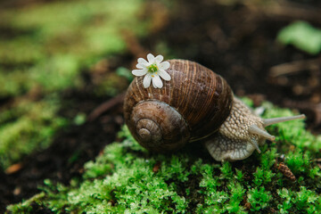snail on leaf