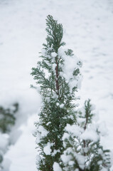 Frozen thuja branches under the snow, winter composition, snow falling, frozen nature, winter time background with copy space